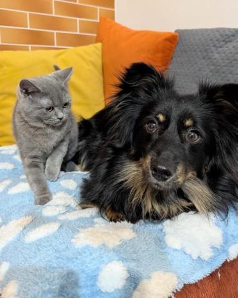 Anton und Theo suchen ein Zuhause