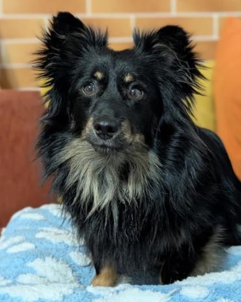 Anton und Theo suchen ein Zuhause