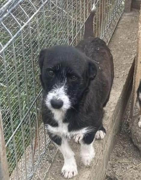 ALMA-hübsche, süße Hündin