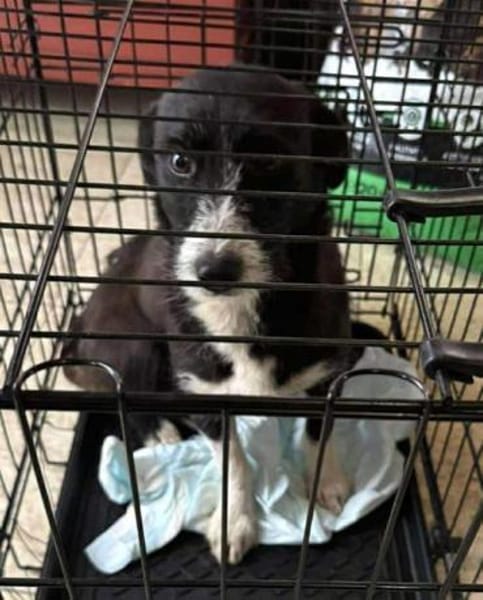 ALMA-hübsche, süße Hündin