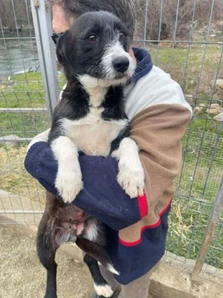 ALMA-hübsche, süße Hündin