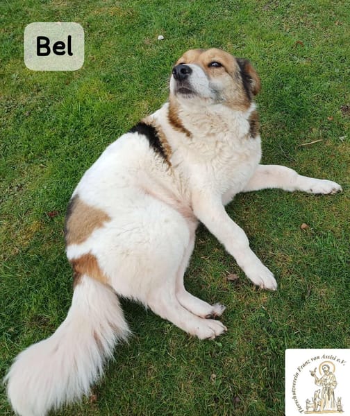 Bel  Liebe in ihrer reinsten Form!