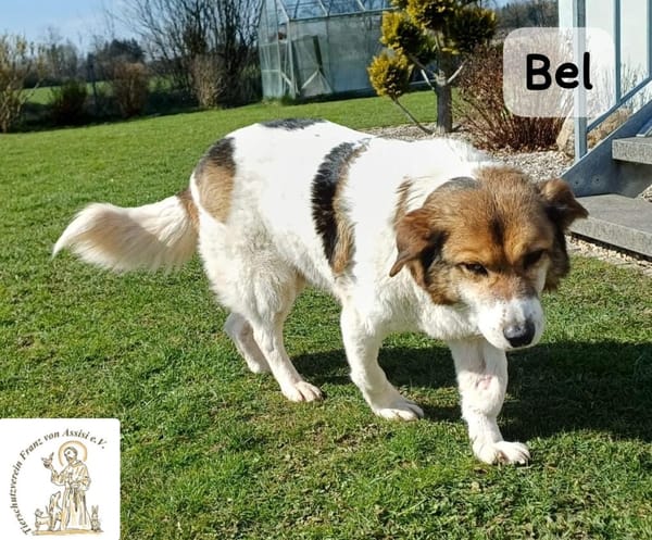 Bel  Liebe in ihrer reinsten Form!