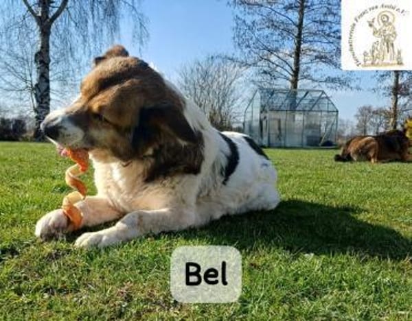 Bel  Liebe in ihrer reinsten Form!