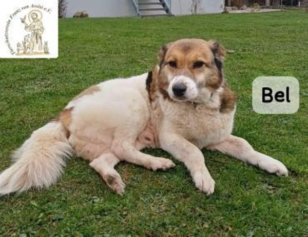 Bel  Liebe in ihrer reinsten Form!