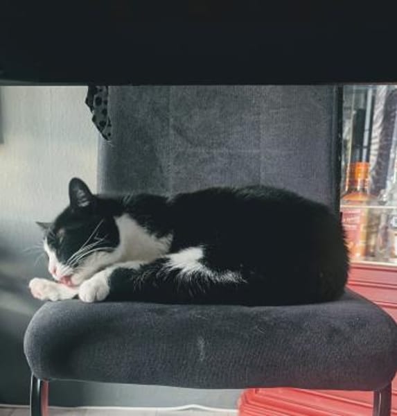 Geschwisterpaar Frieda & Elvis