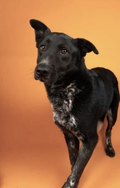 Amando - ruhiger und freundlicher Senior