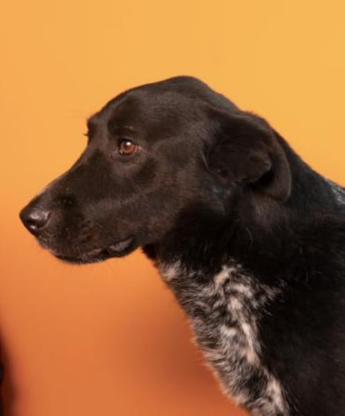 Amando - ruhiger und freundlicher Senior