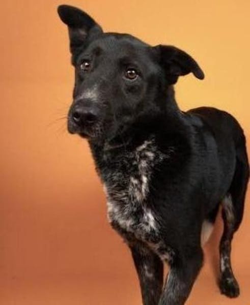 Amando - ruhiger und freundlicher Senior