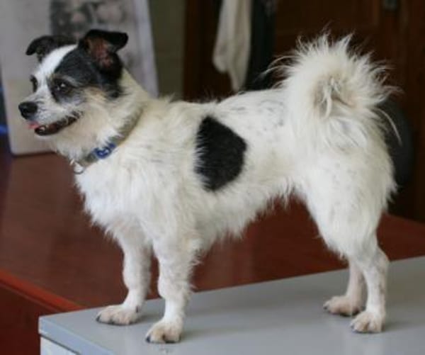 SIMBA 😍 Traumhündin im XS-Format!