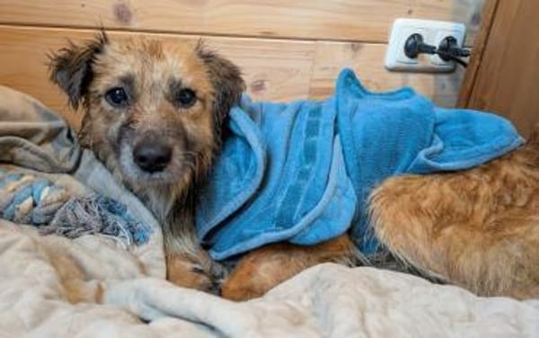 DIDRIK-hübscher Rüde-blinder Purzel-