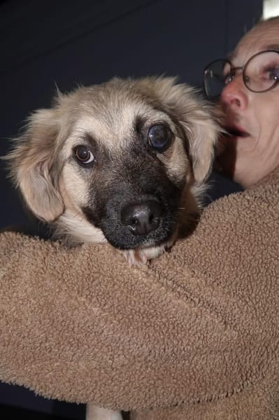 Mike Wheeler sucht sein Zuhause