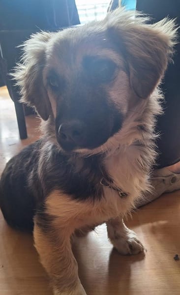 Mike Wheeler sucht sein Zuhause