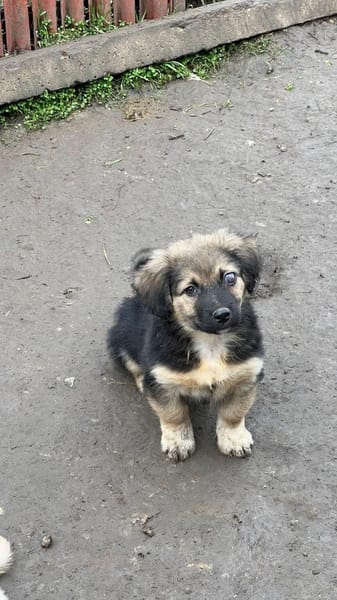 Mike Wheeler sucht sein Zuhause