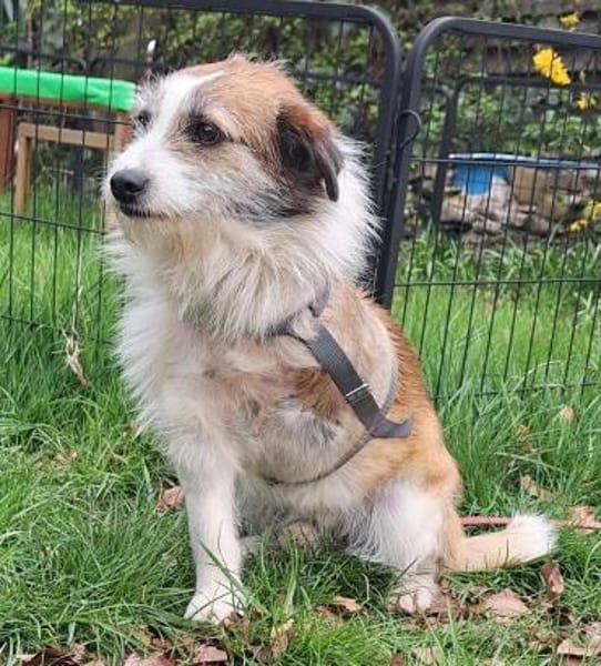 Sparky sucht sein Zuhause