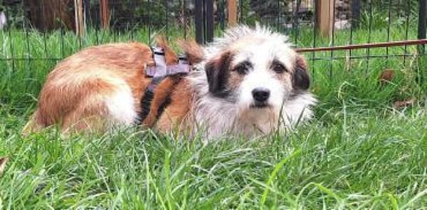 Sparky sucht sein Zuhause