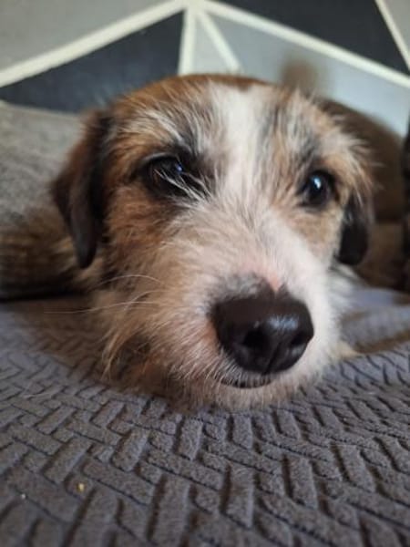 Sparky sucht sein Zuhause