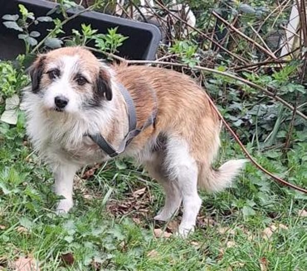 Sparky sucht sein Zuhause