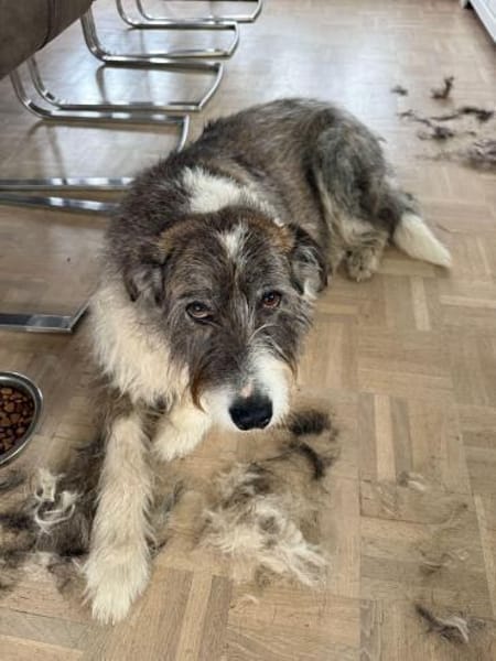 Nala sucht ihr Zuhause