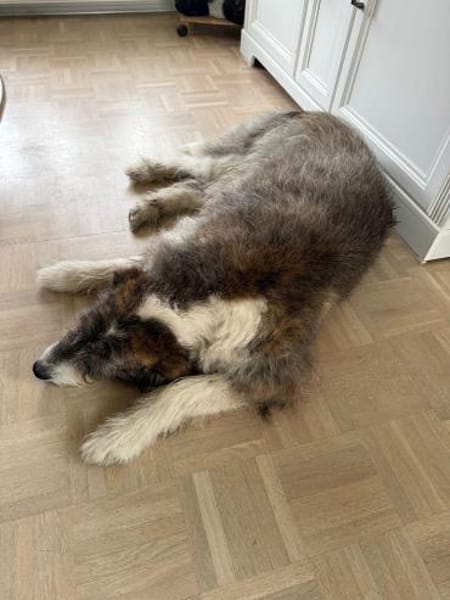 Nala sucht ihr Zuhause