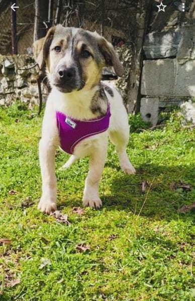 Joy ein tolles liebes Kerlchen