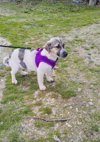 Joy ein tolles liebes Kerlchen