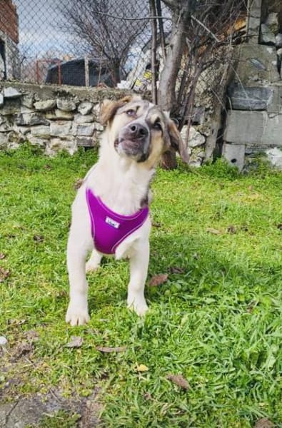 Joy ein tolles liebes Kerlchen