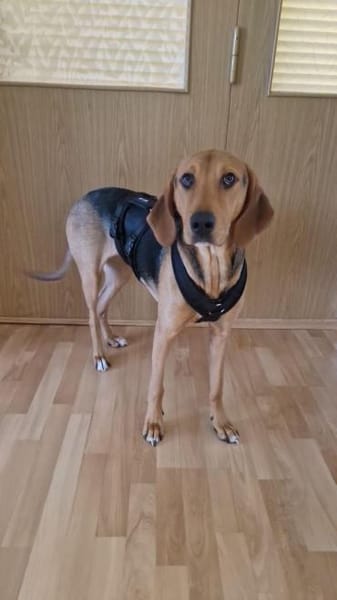 süsse Honey - sucht für immer Familie