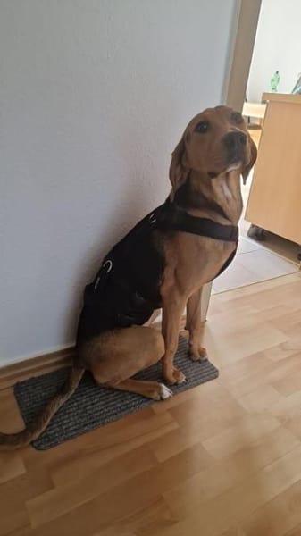 süsse Honey - sucht für immer Familie