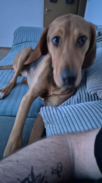 süsse Honey - sucht für immer Familie