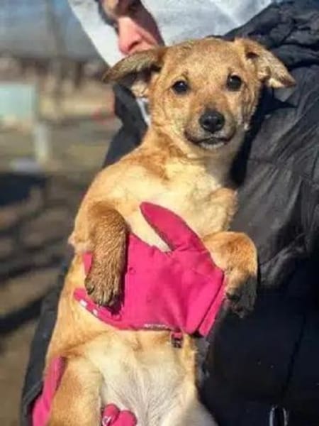 KARA-bezaubernde Welpen-Hündin