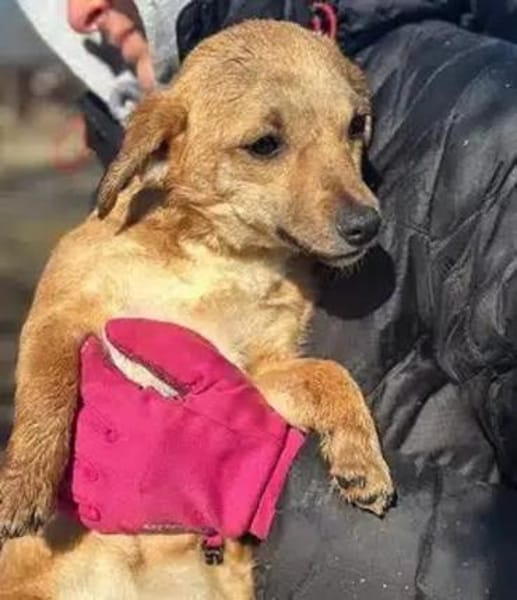 KARA-bezaubernde Welpen-Hündin