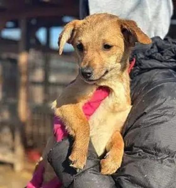 KARA-bezaubernde Welpen-Hündin