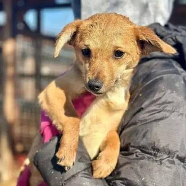 KARA-bezaubernde Welpen-Hündin