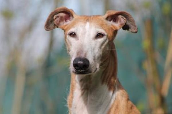 Nerea - ein feines und liebes Mädchen