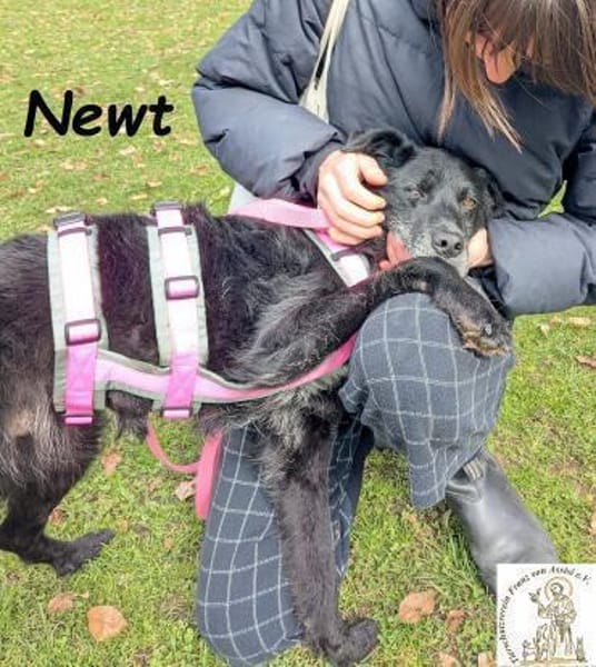 Newt  aufgeschlossener Schmuser ...