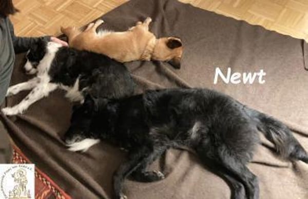 Newt  aufgeschlossener Schmuser ...