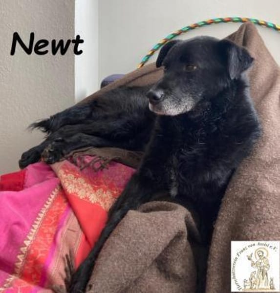 Newt  aufgeschlossener Schmuser ...