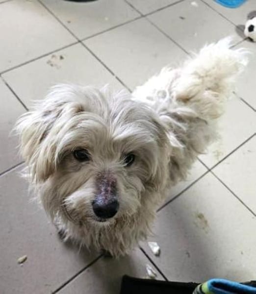 WINFRED-zuckersüßer Wuschel-Rüde