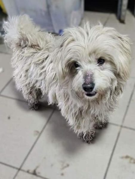 WINFRED-zuckersüßer Wuschel-Rüde