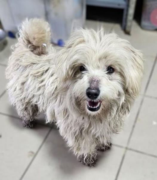 WINFRED-zuckersüßer Wuschel-Rüde