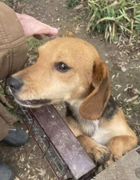 LILLI-hübsche Beagle-Mix-Hündin. 40 cm