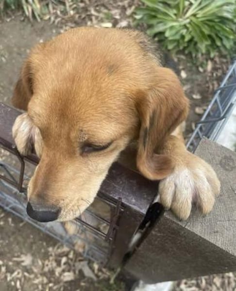 LILLI-hübsche Beagle-Mix-Hündin. 40 cm