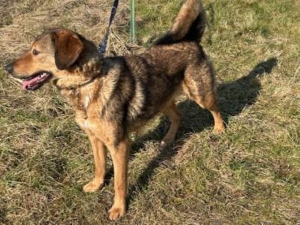 Juni - intelligent u. aufgeweckt