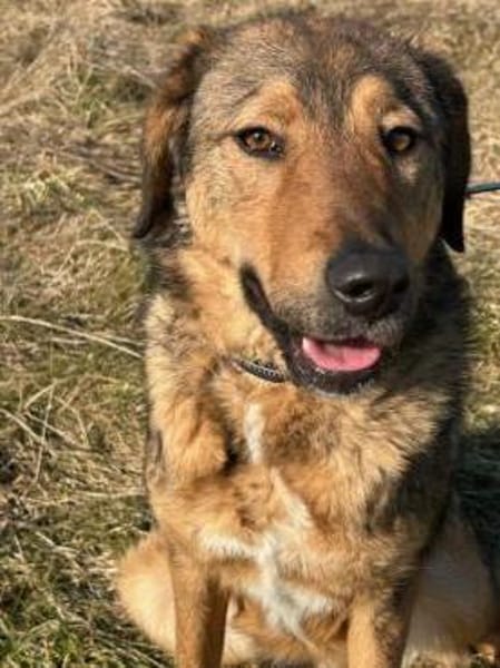 Juni - intelligent u. aufgeweckt