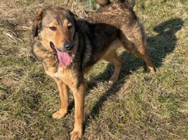 Juni - intelligent u. aufgeweckt