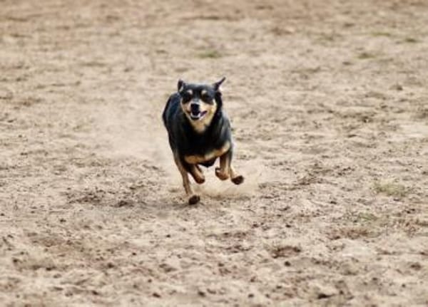 Pepe sucht Zuhause o. Dauerpflegestelle