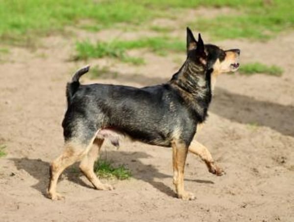 Pepe sucht Zuhause o. Dauerpflegestelle