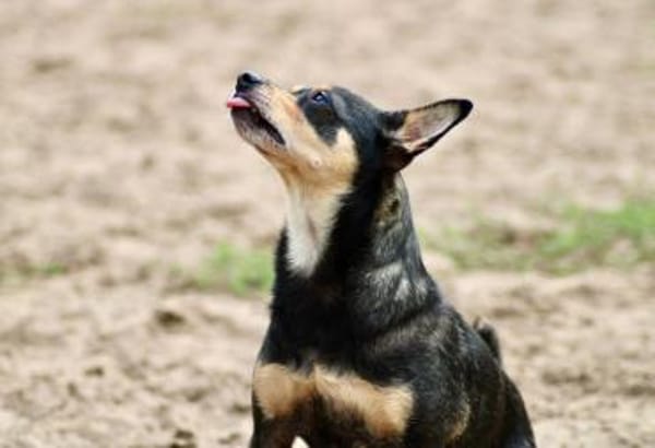 Pepe sucht Zuhause o. Dauerpflegestelle