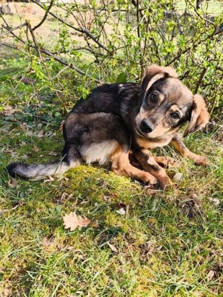 HEIDI-bezaubernde Jung-Hündin,32cm(w)